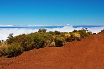 Red lava landscape with small bushes on the Teide by Anja B. Schäfer