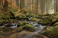 Herfst by Elles Rijsdijk thumbnail