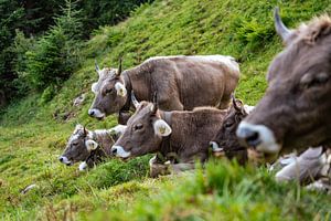 Douce vache dans le pays d'Appenzell