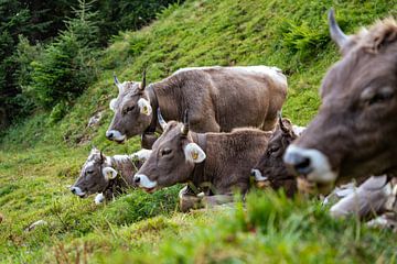 Sweet cow in the Appenzell region by Leo Schindzielorz