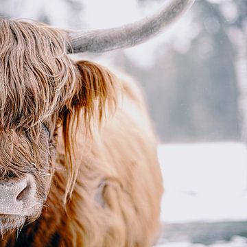 Schottisches Highlander-Rinderporträt im Schnee