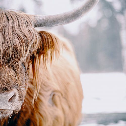 Portrait de bétail des Highlanders écossais dans la neige