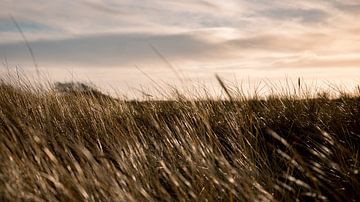 Marram-Gras von Susanne van Hofwegen