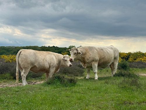 Charolais-Rinder auf dem Moor