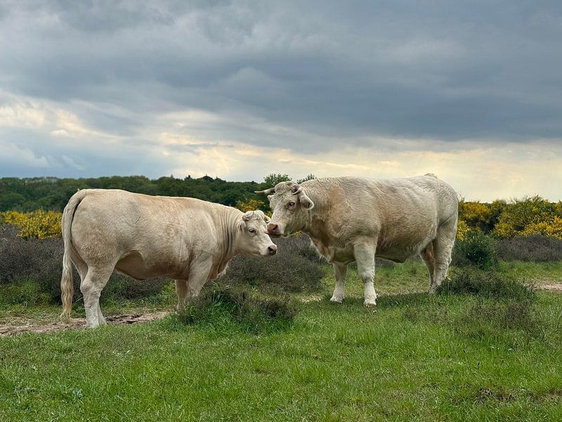 Charolais cattle on the moors by Shannon van Kempen