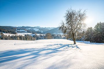 Prachtig winteruitzicht op de Hochgrat en de Allgäuer bergen bij Oberstaufen van Leo Schindzielorz