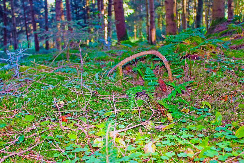 Feenpoort van M.A. Ziehr