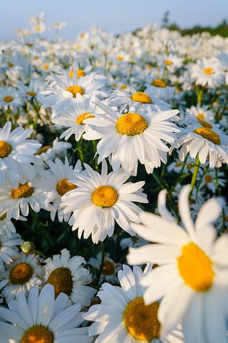 Daisies in evening sunlight on a field in Zeeland