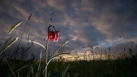 Wild plover flowers at sunset in the field by Fotografiecor .nl