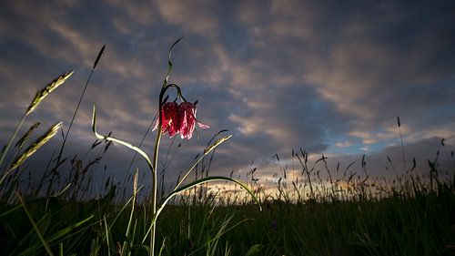 Wilde kievitsbloemen  bij zonsondergang in het veld