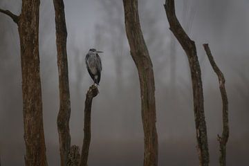 heron among the tree trunks 2 by Bart Hardorff