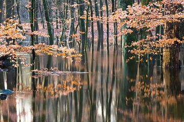 Overstroomd herfst bos op de Veluwe! van Peter Haastrecht, van