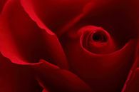 Red rose petals van LHJB Photography thumbnail