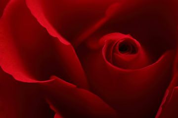 Red rose petals van LHJB Photography