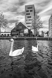 Witte zwanen in de Piushaven