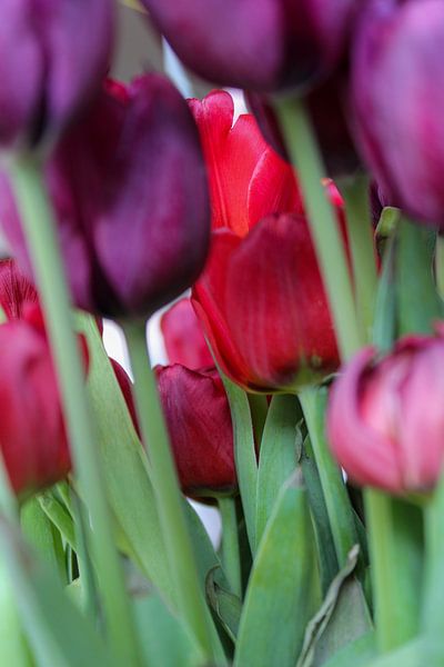 When spring comes I will send you,.... by Erwin van Eekhout