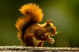 Eichhörnchen von Christophe Van walleghem