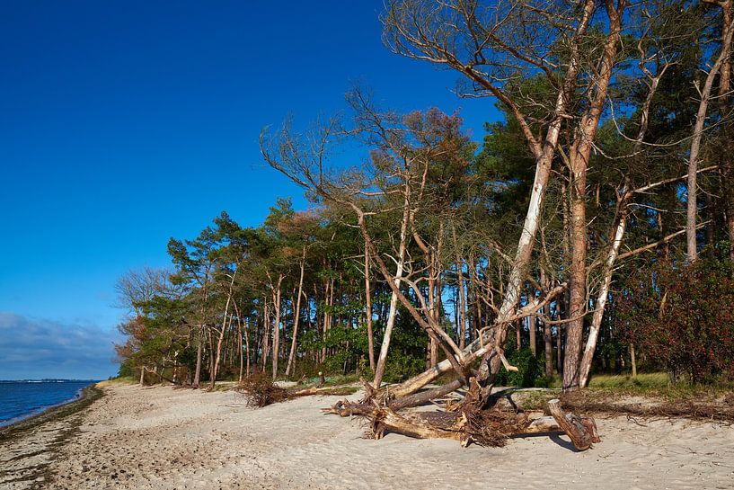 Palmer locality by Karin Jähne