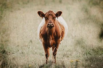 Nieuwsgierige Belted Galloway – Stijlvolle Natuurtinten van KB Design & Photography (Karen Brouwer)