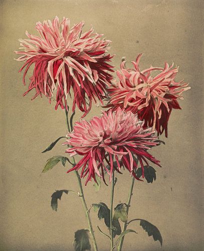 Asa-dsuma-bune, Ogawa Kazumasa