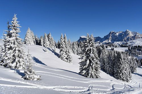 Schoonheid van de winter