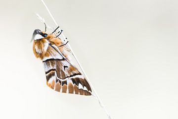 Papillon flammé rare sur Danny Slijfer Natuurfotografie