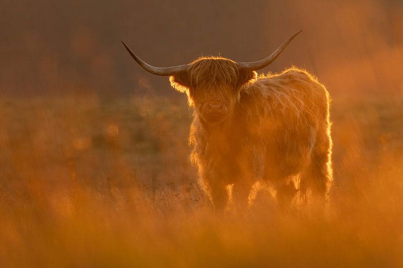 De Schotse hooglander van Rando Kromkamp Natuurfotograaf