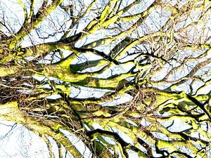 Tree Magic 147