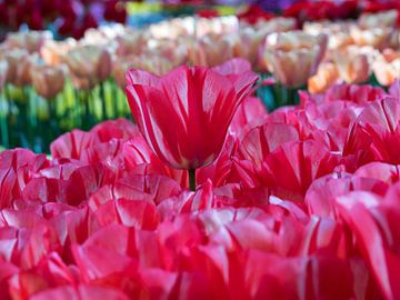 Tulpenveld van monique van leent