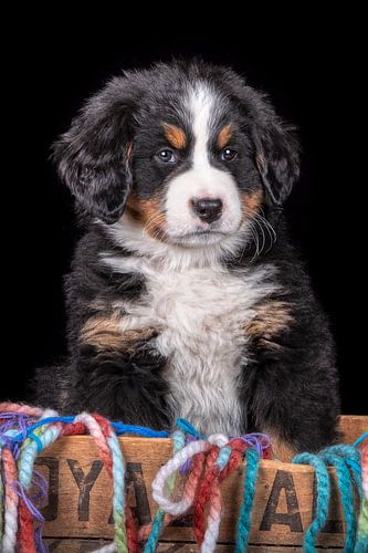 Berner sennen pup