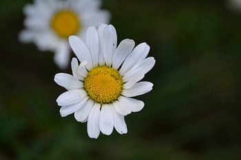 marguerite