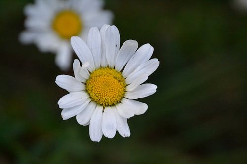 marguerite