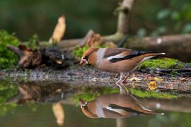 Der Birkenzeisig von Merijn Loch