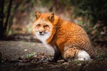 Red Fox by Thymen van Schaik