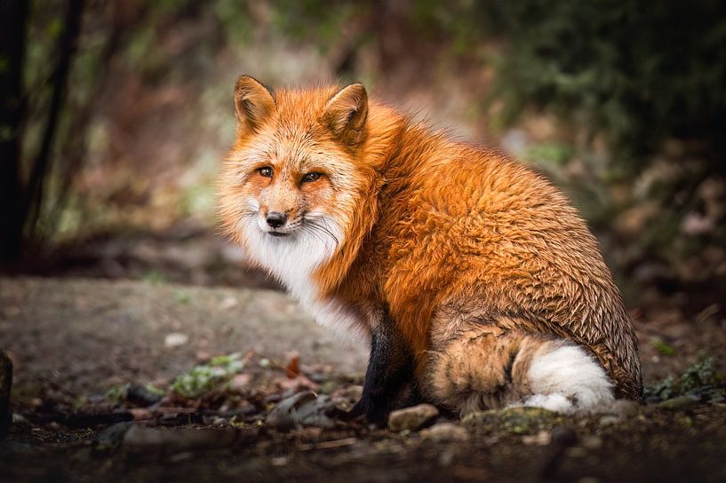 Red Fox by Thymen van Schaik