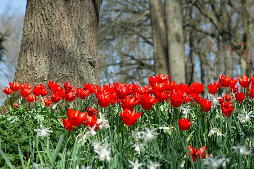 tulips by Henriette Tischler van Sleen