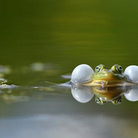 synchronized swimming by A. Bles