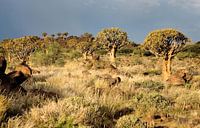 Woud van kokerbomen Namibië
