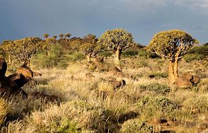 Woud van kokerbomen Namibië van Jan van Reij