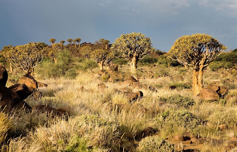 Woud van kokerbomen Namibië par Jan van Reij