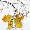 Herfst van Ingrid Van Damme fotografie