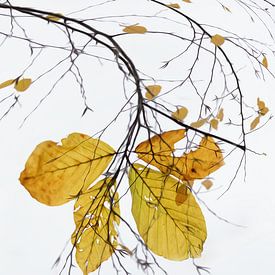 Herfst van Ingrid Van Damme fotografie