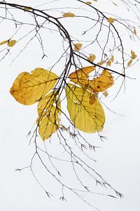 Herbst