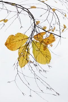 Herfst
