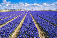 Crimson purple bulb field with beautiful cloudy sky by PixelPower thumbnail