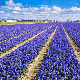 Pimpelpaars bollenveld met prachtige wolkenlucht van PixelPower