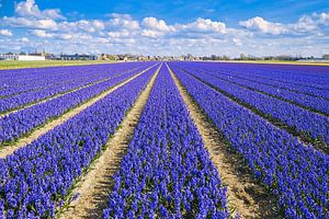 Champ de bulbes pourpre cramoisi avec un beau ciel nuageux