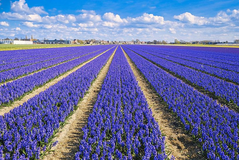 Crimson purple bulb field with beautiful cloudy sky by PixelPower