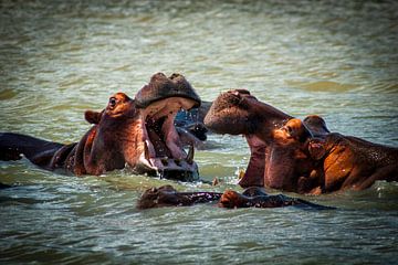 Nijlpaard in de rivier, Zuid Afrika van Rob Reedijk