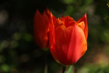 Oranje tulpen van MMFoto